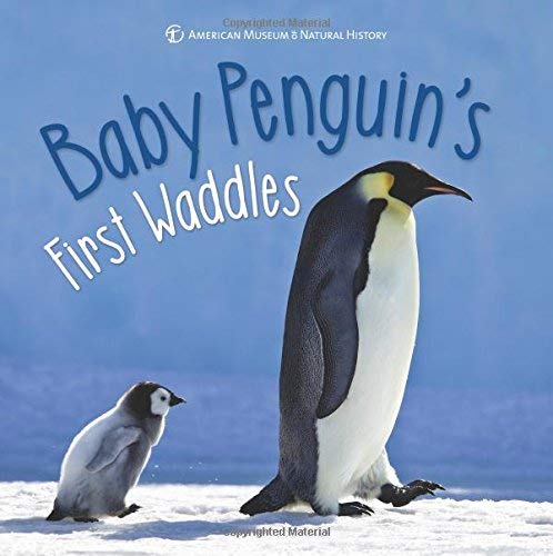 Baby Penguin's First Waddles-RM