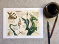 Astrid Sheckels Print - Draco Draconis