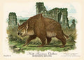 Postcard-DiTerlizzi Owlbear