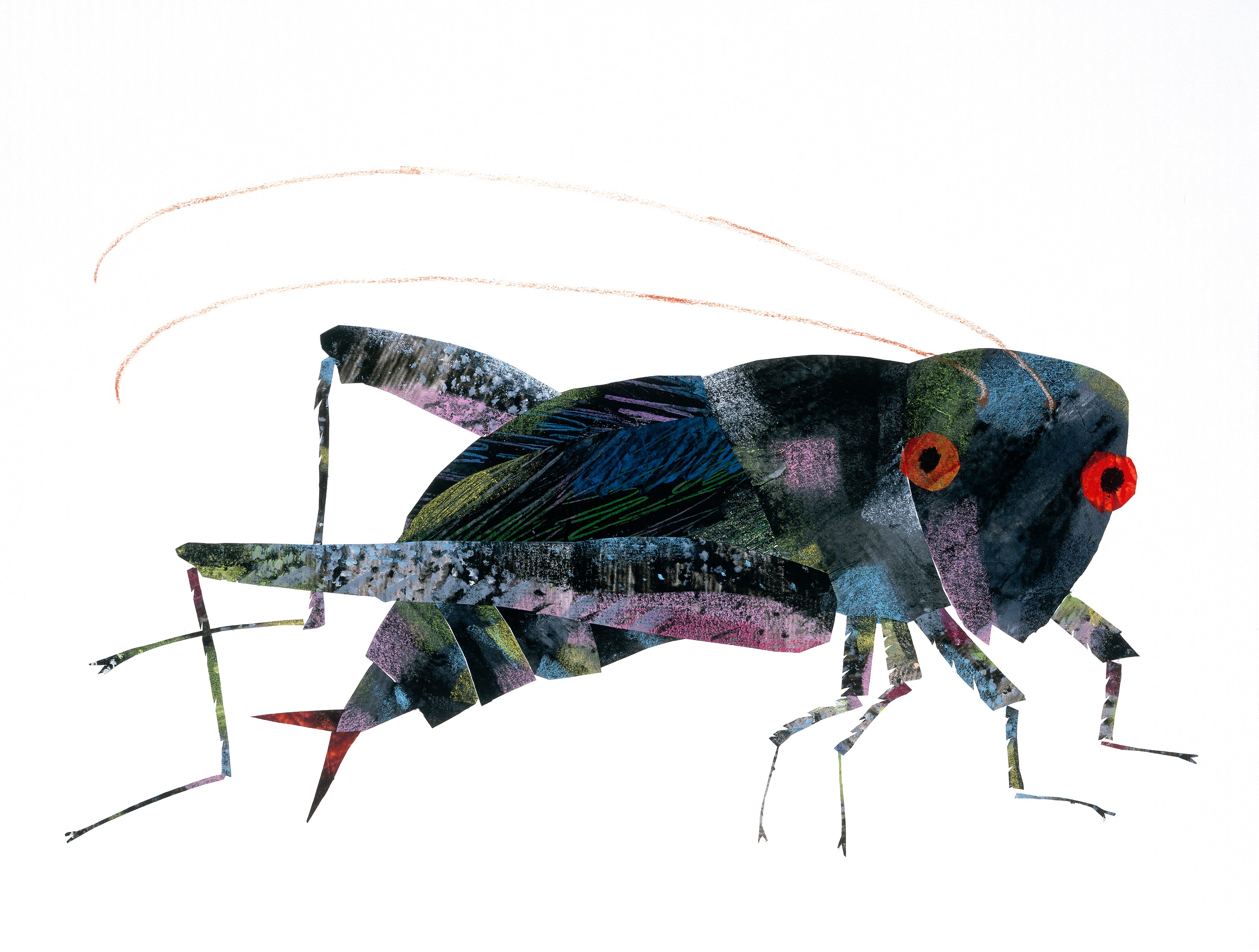 Cricket Autographed Limited Edition Print – The Eric Carle Museum